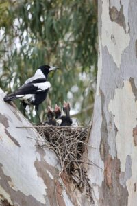 515215754 1300077605235933 2678280072667687514 n